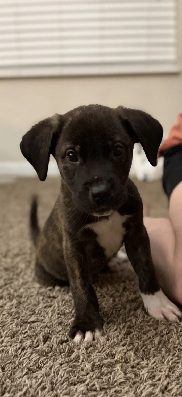 Bandit, a dark brindle puppy with floppy ears, a white chest, and white toes
